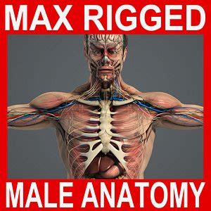 Realistic Male Penis Anatomy 3D Model .